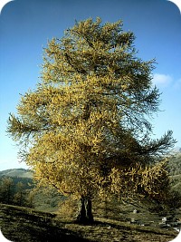 Lärchenbaum Lärchenbaum